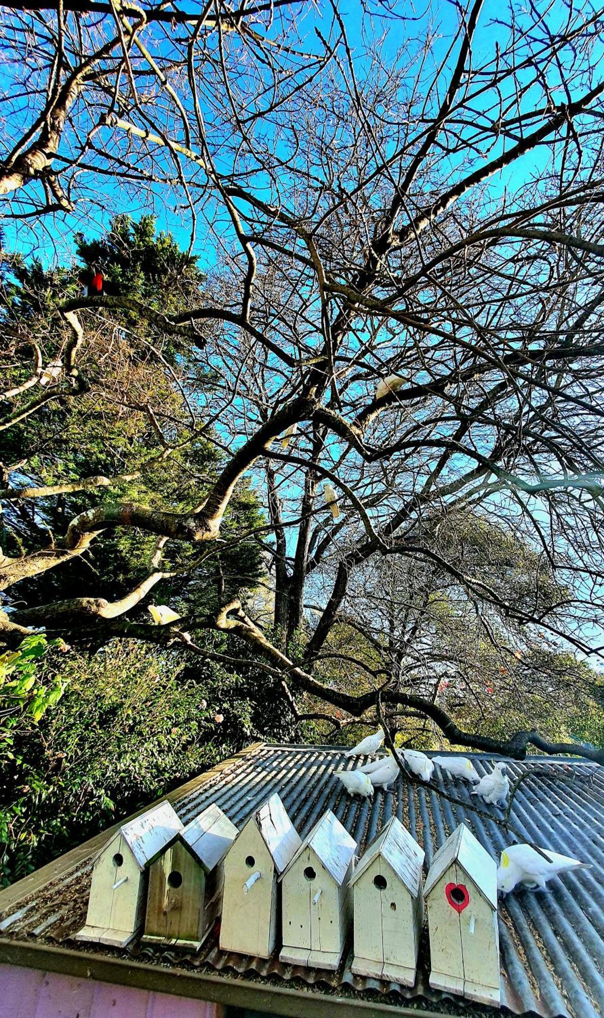 Bowral Road Art Gallery Bed And Breakfast Mittagong Exterior photo